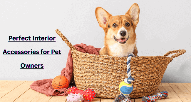 Perfect Interior Accessories for Pet Owners - Autoxmatch